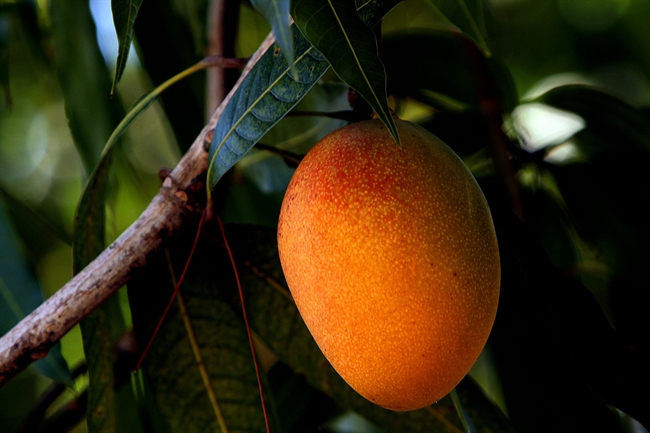 My father's summer love affair — with a mango