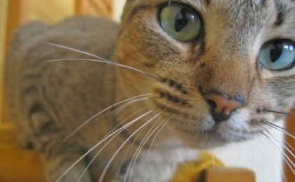 10 Fantastic Cat Facts (slideshow)
