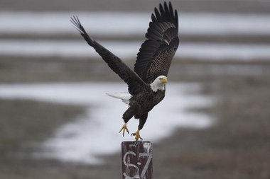 Opinion: American Eagle Day provides opportunity to review threat of wind ...