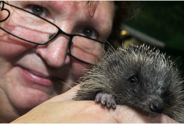 Hedgehogs take the limelight at Shepreth Wildlife Park