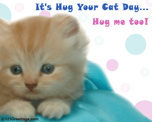 How To Hug A Cat -- Perfectly, Every Time
