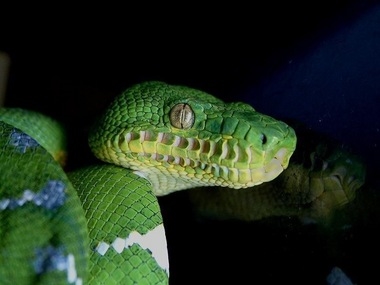 Pet Talk: National Reptile Awareness Day promotes education of misunderstood ...