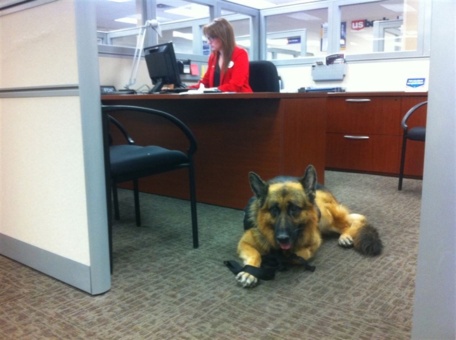 Tips for Take Your Dog to Work Day