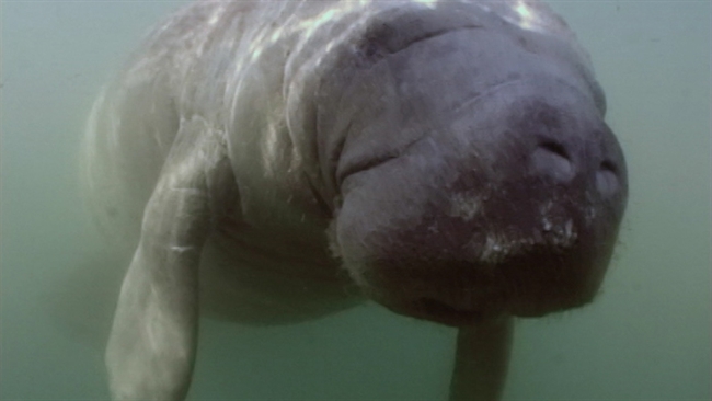 Watch Scientists Try Everything to Put a Camera on a Manatee