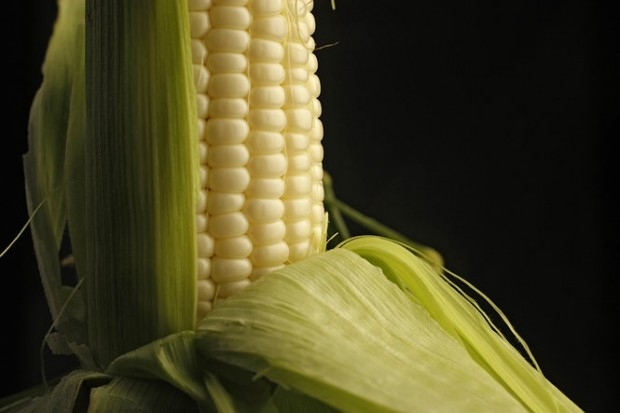 David's Daily Dish: The best way to treat Silver King corn with the loving ...