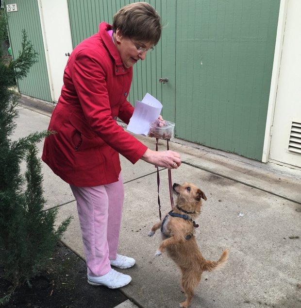 79-year-old dog walker at senior living center walks dogs when owners can't