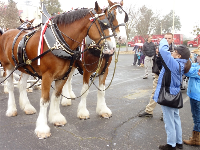 Anheuser-Busch brewery in Fairfield will host Clydesdales for Super Bowl