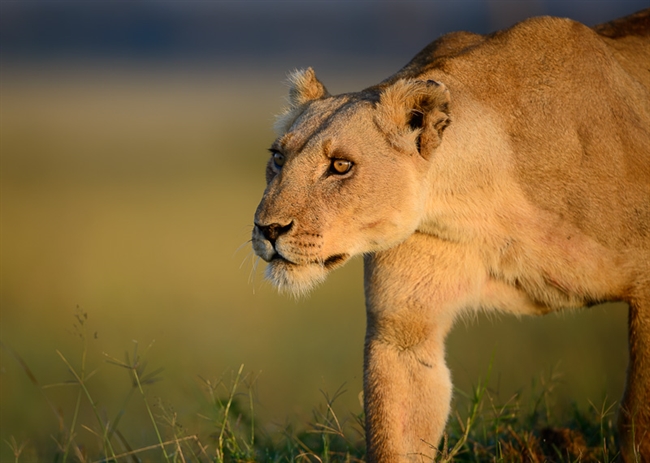 Elsa the Lioness: The Spirit of Born Free on World Lion Day