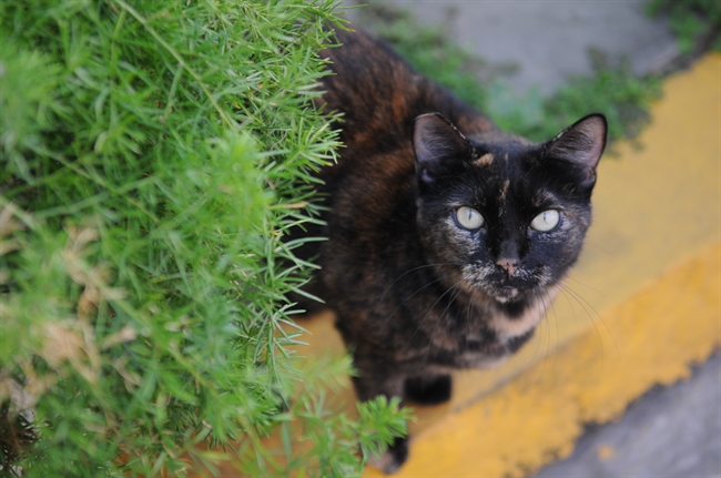 It's National Feral Cat Day, and Here's What You Need to KNow