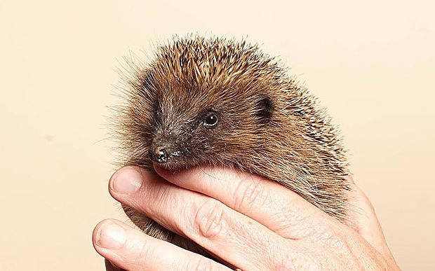 National Day of the Hedgehog: can the prickly favourite be saved from extinction?