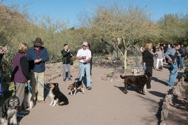 Desert Botanical Garden's 'Dog's Day' lets the dogs out this coming Saturday