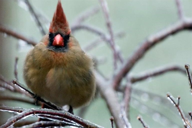 February is National Bird-Feeding Month
