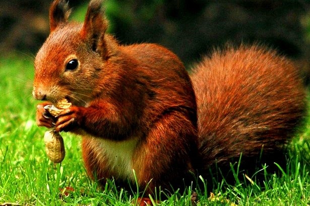 It's Squirrel Appreciation Day! Share your pics of our furry friends on Merseyside
