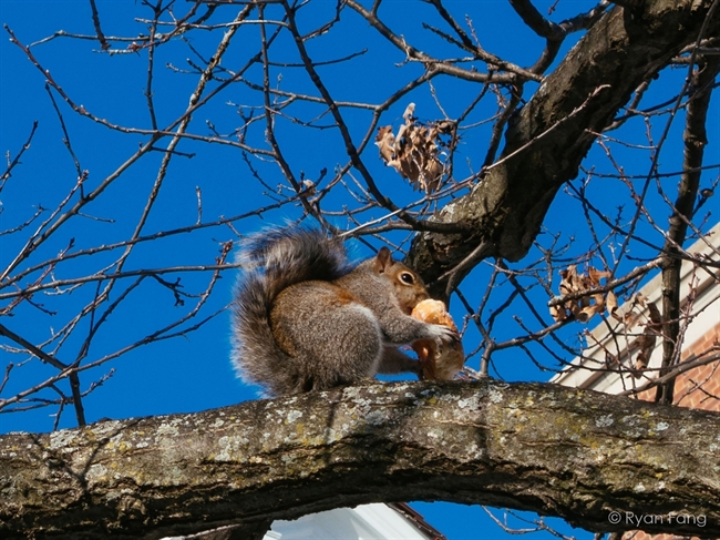 University students go nuts on Squirrel Appreciation Day