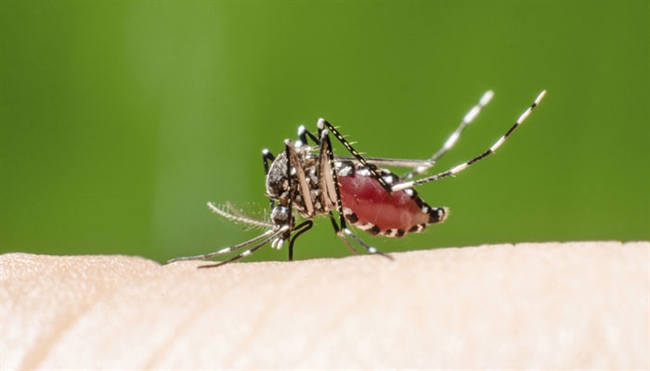 World Malaria Day: call to close gaps in prevention and treatment to defeat ...