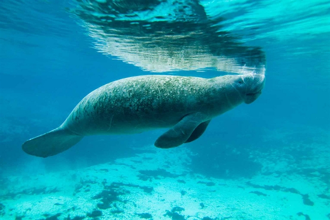 WOW. Who Knew Manatees Were This Awesome?