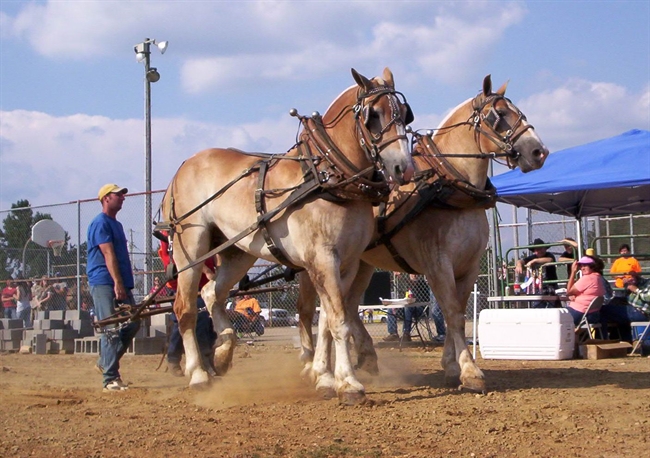 Celebrate National Mule Day in Easton