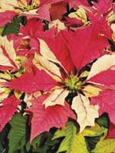Poinsett's legacy lives on in Christmas flower