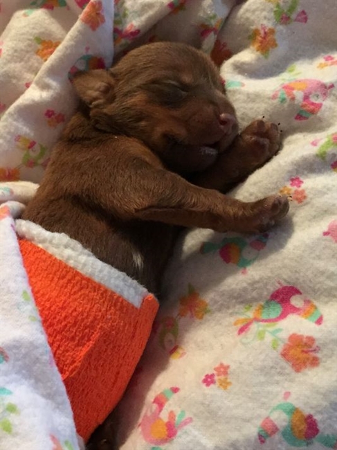 Puppy dies after being tossed from car