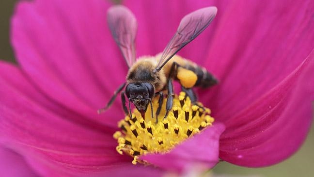 7 ways to protect our honey bees