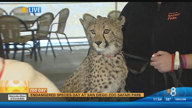 Endangered Species Day at San Diego Zoo Safari Park
