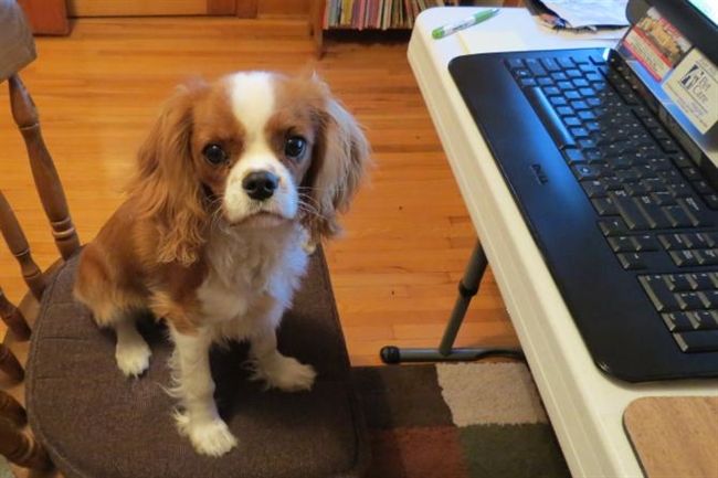 Take Your Dog To Work Day 2015: 7 Facts, Tips To Convince Your Boss And Things ...