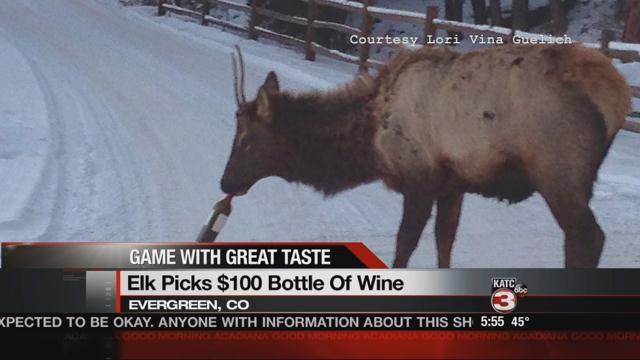 Offbeat News: wine-loving elk, National Brownie Day, cuddly cat and dog