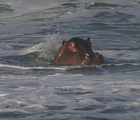 Pictured: The hippo who ditched his muddy waters to catch some sun and surf