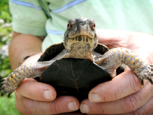 NC Arboretum hosts Reptile and Amphibian Week, Box Turtle Day