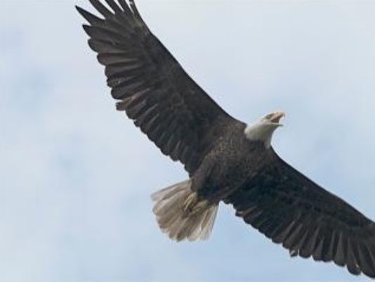 Day marks bald eagle's recovery from near extinction