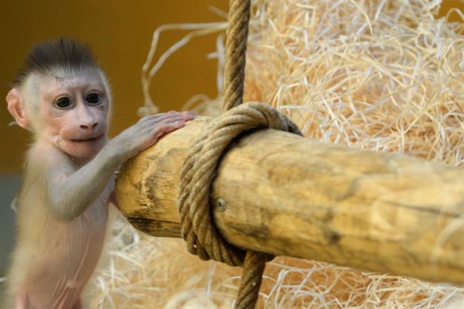 World Monkey Day 2015: Cool Facts, Cute Photos And Ways To Support These ...