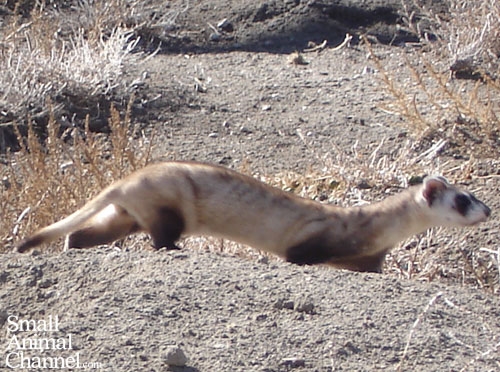 Long Live Black-Footed Ferrets!