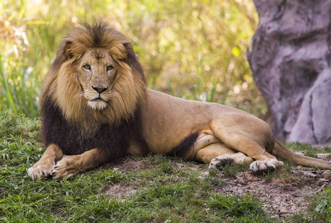 Busch Gardens to celebrate World Lion Day Saturday