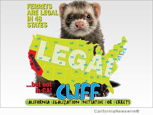 On National Ferret Day 2015, California Ferret Enthusiasts Launch Crowdfunding ...