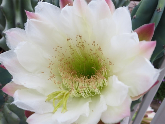 PHOTO OF THE MONTH: CACTUS BLOSSOM