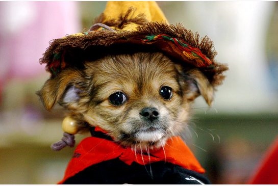 SLIDESHOW: Thursday is Dress Up Your Pet Day