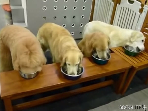 WATCH: Obedient Dogs Clear Their Own Dishes After Dinner, Proving They Have ...