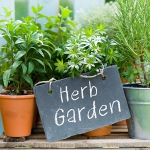 August 29 Is More Herbs, Less Salt Day