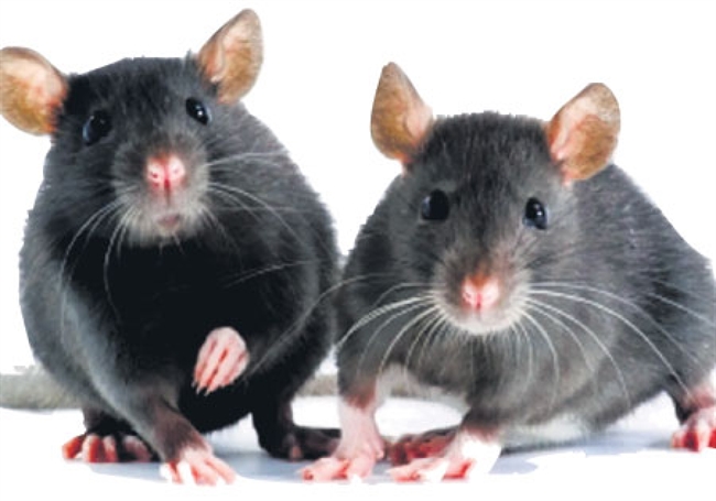 April 4 is World Rat Day