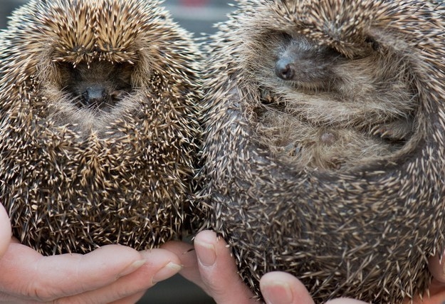 Should The Hedgehog Be Britain's National Symbol?