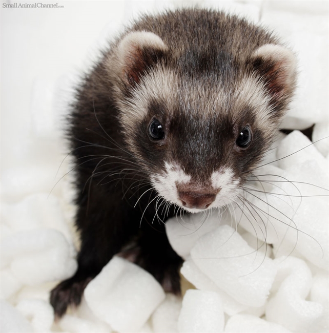 National Ferret Day Is Official!