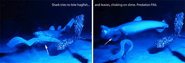Hagfish filmed choking sharks with slime, and actively hunting fish