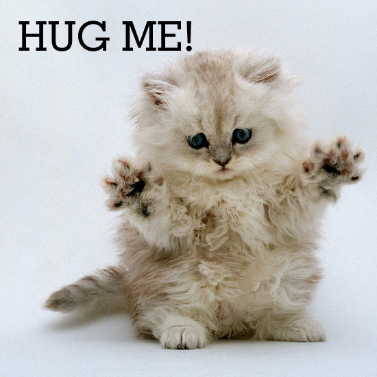 6 of the Cutest Cat Hugs for International Hug Your Cat Day
