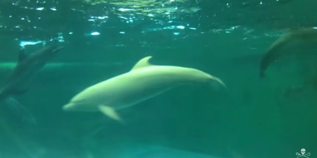 Incredibly rare pink dolphin lives in a notorious Japanese whale museum
