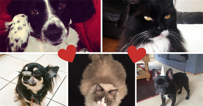Love Your Pet Day: Celebrate your cats, dogs, rabbits and everything in between