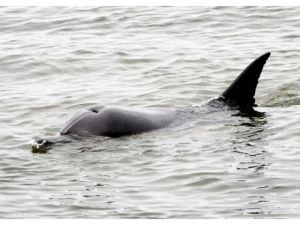 Bolsa Chica dolphin, day 7; toxin to blame?