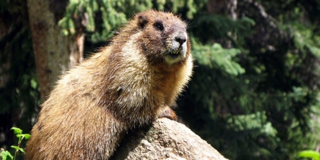 Marmot Day