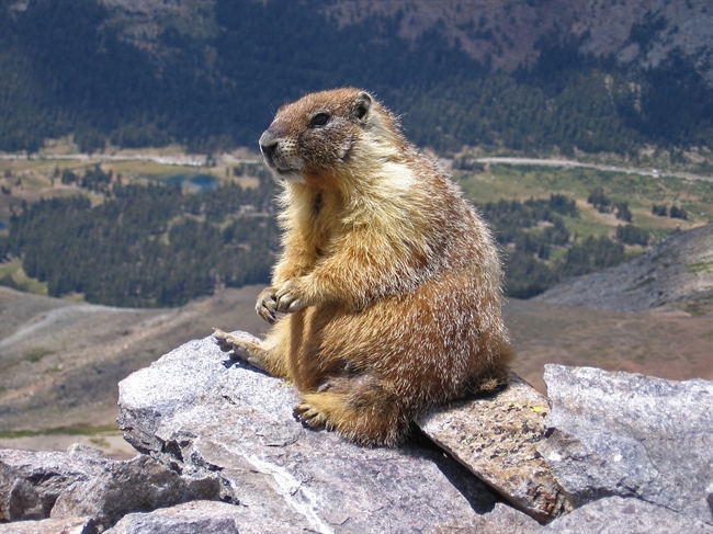 Forget Groundhog Day! Feb. 2 = Marmot Day, thanks to Sarah Palin