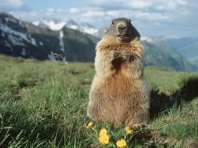 Marmot Day?