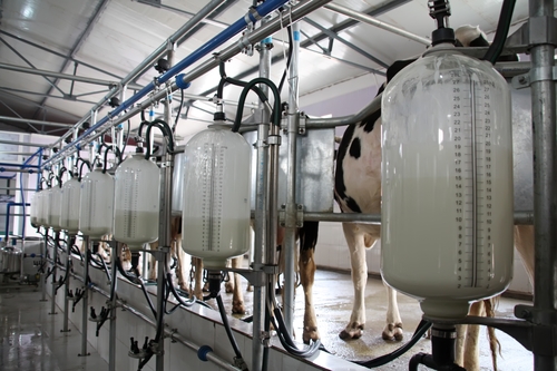 Milk Output Record High in the Forecast for 2016